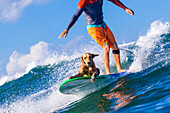 Surfer with a dog on the surfboard.