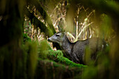 Black-tailed Deer Odocoileus hemionus columbianus in  thick forest, British Columbia, Canada.