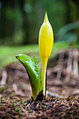 A fresh skunk cabbage Lysichiton americanus grows out of a damp section of forest in British Columbia, Canada.