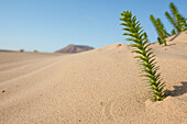 Very low point of view of Green small desert plant coming out from the sand dunes