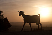 A goat walks at sunset in Prado del Rey, Sierra de Cadiz, Andalusia, Spain