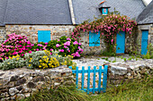 Landhaus mit lauen Fensterläden und Hortensien, Weiler Menesguen, Cap de la Chevre, Halbinsel Crozon, Finistère, Bretagne, Frankreich