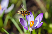 Honey Bee at crocus flower, Apis mellifera, Bavaria, Germany