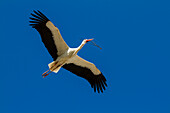 White Stork in flight with nesting material, Ciconia ciconia, Europe