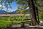 View, moor, Murnau, Alps, Landkreis Garmisch-Partenkirchen, Upper Bavaria, Germany, Europe