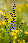 wildflower, Sage, Salvia pratensis, Bavaria, Germany, Europe