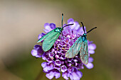 butterflies, pair, Adscita geryon, Alps, France, Europe