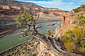 A juniper tree (Juniperus sp.) above the Colorado River in Ruby Canyon, Colorado.