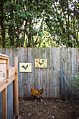 Locally sourcing food is a growing trend and chicken coops are rising in popularity throughout the US.