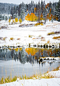 Early season snow on the golden Aspen trees along Rabbit Ears Pass outside Steamboat Springs, Colorado.