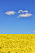 Growing rapeseed field in spring