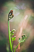 Macro of tightly furled new-growth shoots of a Bracken fern (Pteridium aquilinum).