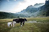 Little cows in the beautiful landscape of Devero Valley, Piemonte, Italy.