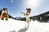 Hund flippt im Schnee aus, Ammergauer Gebirge, Oberbayern, Deutschland