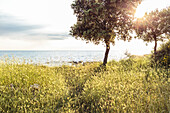 Bäumchen und Wildgetreide an der Mittelmeerküste in der Abendsonne, Peroj, Istrien, Kroatien