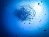 Air bubbles rising to the surface when diving, fish swimming around it, Bali, Indonesia