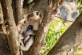 Affe auf einem Baum umklammert gestohlene Wasserflasche, Bali, Indonesien