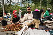 Coffee pickers at harvest on a coffee plantation - Indonesia, Java