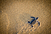 Schildkrötenbaby einer Suppenschildkröte am Sandstand - Indonesien, Java