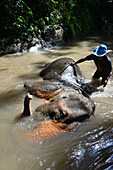Elefantenbad im Elefantencamp von Bodo Förster bei Chiang Mai, Nord-Thailand, Thailand