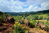 Elephant Camp of Bodo Förster near Chiang Mai, North-Thailand, Thailand, Asia