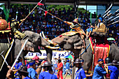 auf dem Elefanten Round Up- Fest in Surin, Isan, Ost-Thailand, Thailand