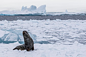 Adult bull Antarctic fur seal Arctocephalus gazella, hauled out on first year sea ice in the Weddell Sea, Antarctica, Polar Regions