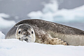 Adult leopard seal Hydrurga leptonyx, hauled out on ice in Buls' Bay, Brabant Island, Antarctica, Polar Regions
