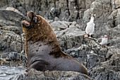 South American sea lion bull Otaria flavescens at breeding colony just outside Ushuaia, Beagle Channel, Argentina, South America