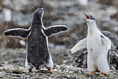 Gentoo penguin chicks Pygoscelis papua in ecstatic display at Brown Bluff, Antarctica, Polar Regions