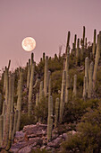 Giant saguaro cactus Carnegiea gigantea, under full moon in the Catalina Mountains, Tucson, Arizona, United States of America, North America