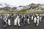 King penguins Aptenodytes patagonicus, breeding colony at Gold Harbour, South Georgia, Polar Regions