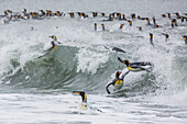 Adult king penguins Aptenodytes patagonicus returning from sea at St. Andrews Bay, South Georgia, Polar Regions