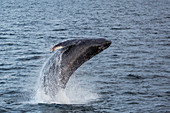 Humpback whale Megaptera novaeangliae breaching off Gwaii Haanas, Haida Gwaii, British Columbia, Canada, North America
