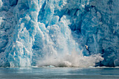 Calved icebergs from the South Sawyer Glacier in Tracy Arm-Fords Terror Wilderness Area in Southeast Alaska, United States of America, North America