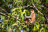 Adult male proboscis monkey Nasalis larvatus, endemic to Borneo, Tanjung Puting National Park, Borneo, Indonesia, Southeast Asia, Asia