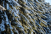 Branches of trees covered with snow after a heavy snowfall, Gerola Valley, Valtellina, Orobie Alps, Lombardy, Italy, Europe