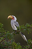 Southern yellow-billed hornbill Tockus leucomelas, Kruger National Park, South Africa, Africa