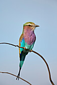 Lilac-breasted roller Coracias caudata, Kruger National Park, South Africa, Africa