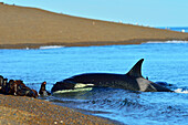 Orca Orcinus orca killer whale attacking South American sea lion otaria flavescens, Patagonia, Argentina, South America