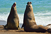 Southern Elephant Seal Mirounga leonina adult males fighting, Peninsula Valdes, Patagonia, Argentina, South America