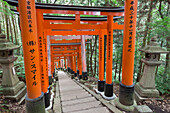 Fushimi Inari Taisha, Shinto shrine, vermilion torii gates line paths in wooded forest on Mount Inari, Kyoto, Japan, Asia
