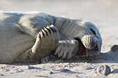Grey seal, Helgoland-Duene, Germany, Europe