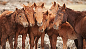 Semi-wild Mongolian horses keeping close in the Mongolian steppes, Mongolia, Central Asia, Asia