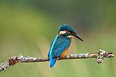 Kingfisher Alcedo atthis, United Kingdom, Europe