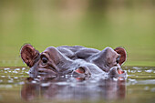 Hippopotamus Hippopotamus amphibius, Kruger National Park, South Africa, Africa