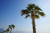 Palmen auf Palm Jumeirah vor dem Stadtteil Dubai Marina, Dubai, Vereinigte Arabische Emirate, VAE