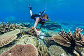 Snorkeler in underwater profusion of hard plate corals at Pulau Setaih Island, Natuna Archipelago, Indonesia, Southeast Asia, Asia