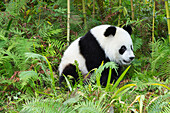 Two years aged young giant panda Ailuropoda melanoleuca, China Conservation and Research Centre, Chengdu, Sichuan, China, Asia