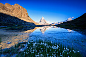 Cotton grass frame the Matterhorn reflected in Lake Stellisee at dawn, Zermatt, Canton of Valais, Swiss Alps, Switzerland, Europe